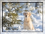 Zima, Retriever, Labrador, Śnieg, Iglaki